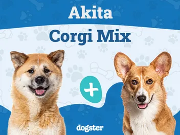 Akita Corgi Mixed Dog Breed: Info, Pictures, Care & More