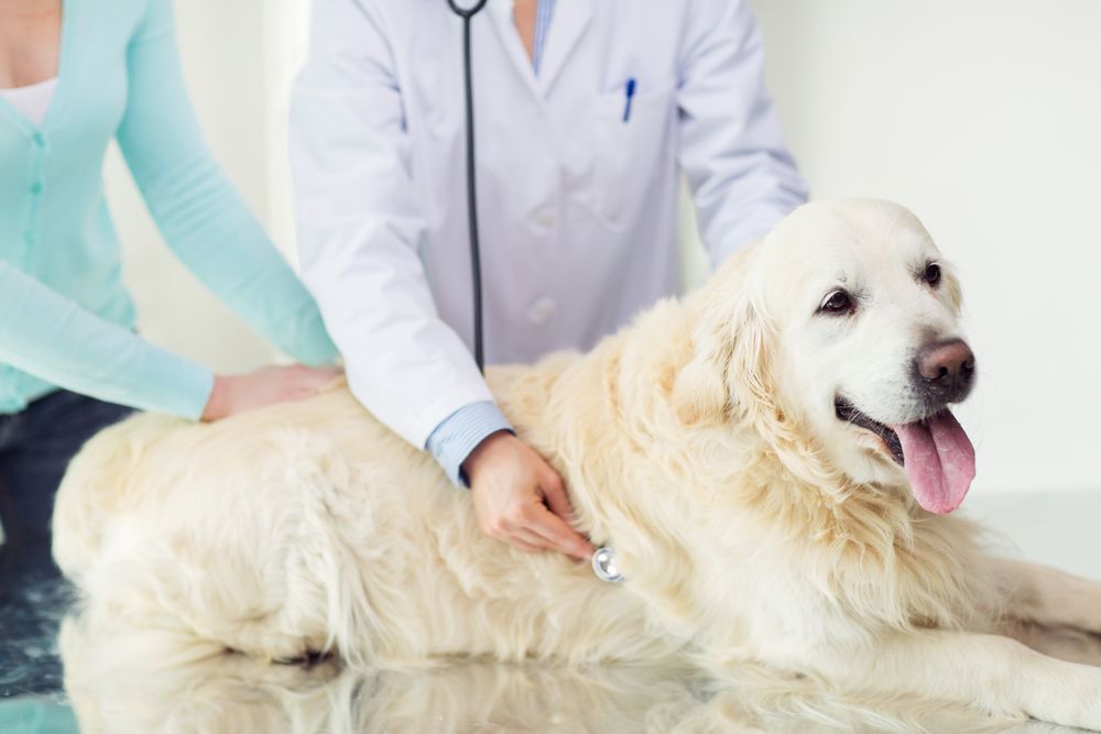vet checking dog at the clinic