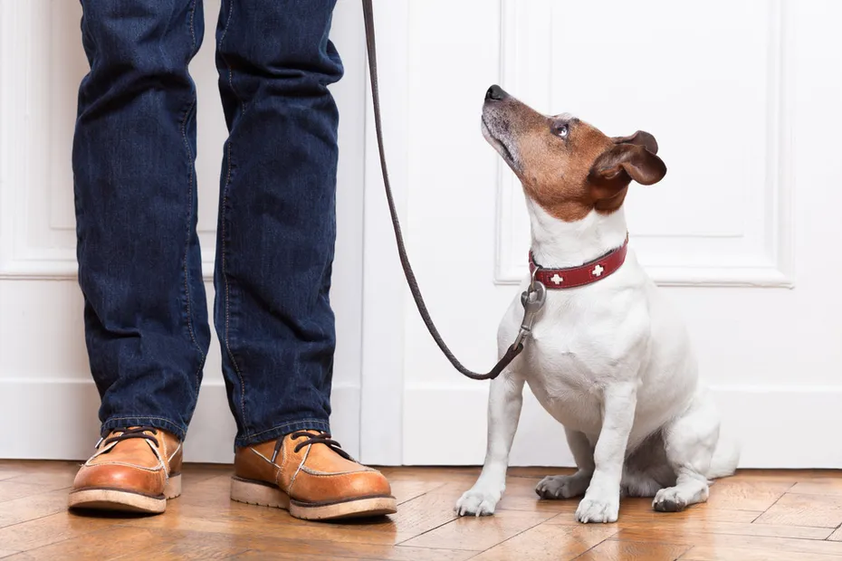 dog on collar and leash looking up to the owner