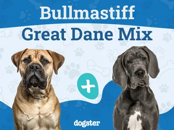 Bull Daniff Dog Breed: Info, Pictures, Care & More