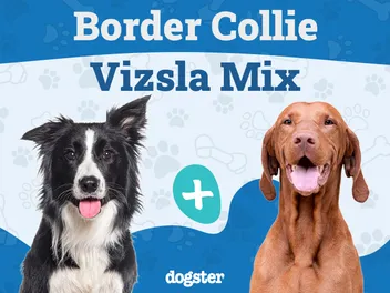 Border Collie-Vizsla Mix: Info, Pictures, Temperament & More