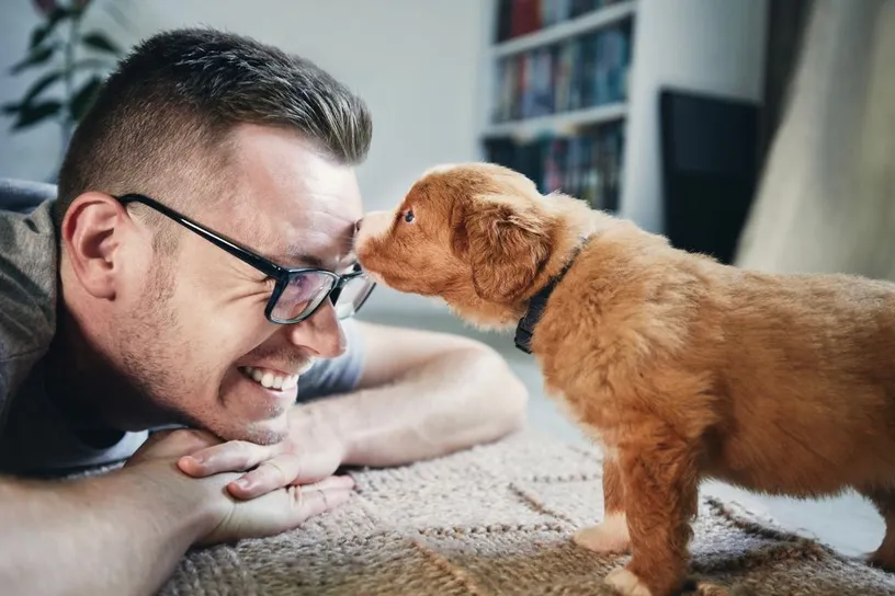 Nova Scotia Duck Tolling Retriever puppy playing or smelling the man