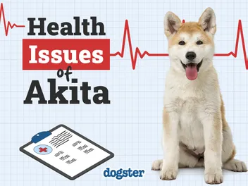 10 Akita Health Issues You Need to Know (Vet Answer)