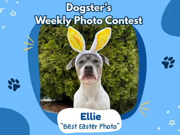 Dogster’s Weekly Photo Contest Winners: Best Easter Photo (April 9, 2026)
