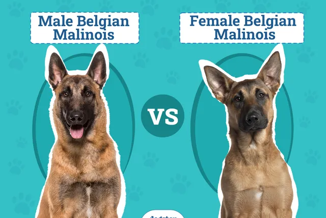 Male vs Female Belgian Malinois: Key Differences (With Info & Pictures)