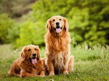 How to Train a Golden Retriever: Vet-Approved Tips & Tricks