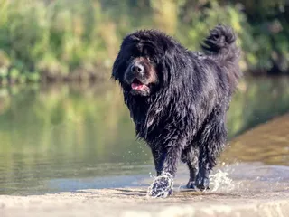 Is a Newfoundland Dog Hypoallergenic? Vet-Approved Facts & FAQ