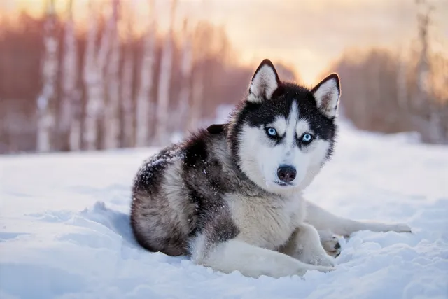 20 Most Aggressive Dog Breeds: Our Vet Discusses The Most Dangerous & Likely to Bite
