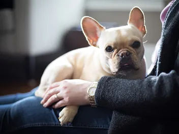 Cream French Bulldog: Info, Pictures, History & Origin