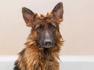 How Often Should You Bathe a German Shepherd? Vet-Verified Grooming Guide