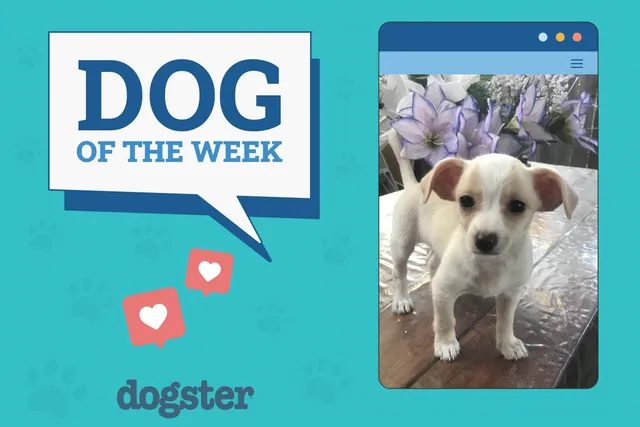 Dogster Photo Contest: Dogs of the Week Winners (Feb 27, 2025)