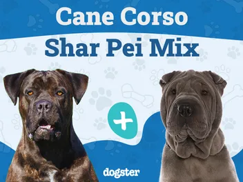 Cane Corso Shar Pei Mix: Info, Pictures, Care, & More