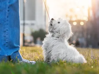 15 Small Dogs That Are Easy to Train: Pictures, Vet-Reviewed History, Facts