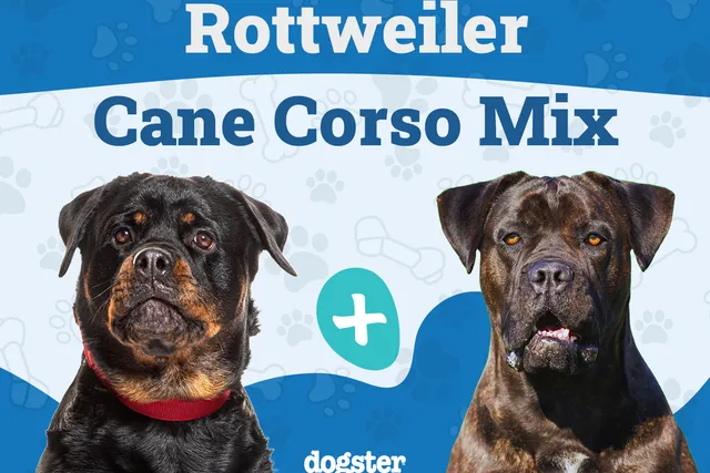 Rotticorso (Cane Corso Rottweiler Mix): Info, Pictures & Care Guide & More