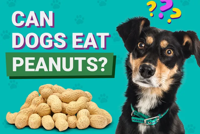 Can Dogs Eat Pigs’ Feet? Vet-Approved Facts & FAQ
