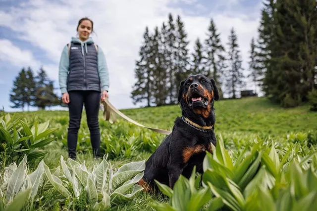 My Dog Keeps Sitting While Walking: 6 Vet-Verified Reasons