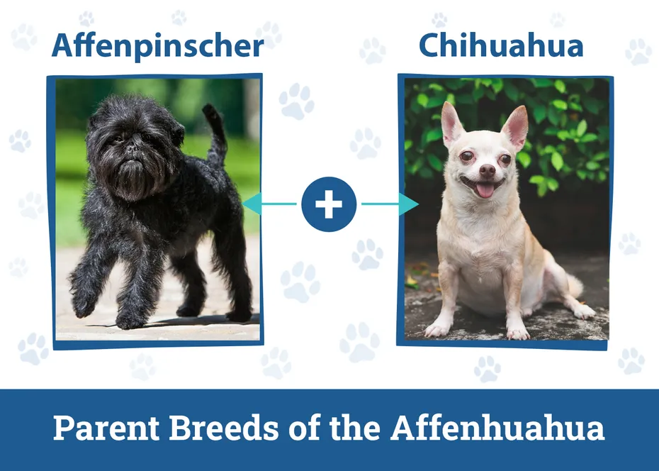 Parent Breeds of the Affenhuahua