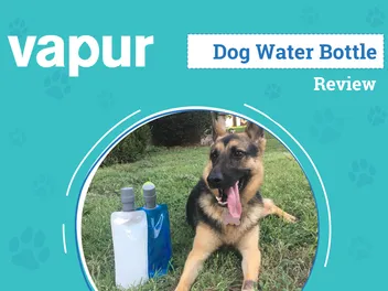 Vapur EZ Lick Dog Water Bottle Review 2026: An Expert's Breakdown