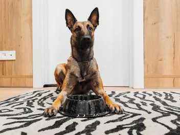 Bone Meal in Dog Food: Is It Healthy for Your Dog?