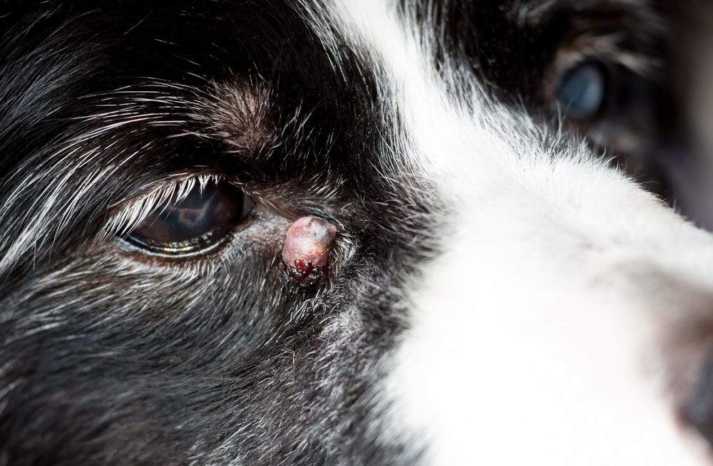 senior dog with an inflamed sebaceous cysts