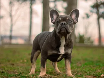 10 Great Off-Leash Dog Parks in Wichita, KS You Can Visit Today
