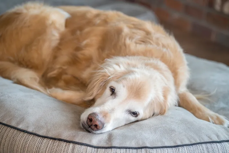 senior golden retriever lying on dog bed