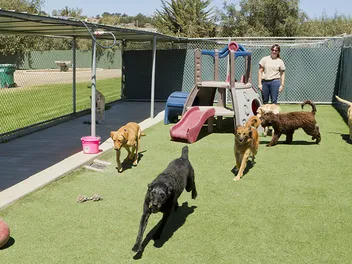 What to Look for in a Dog Boarding Facility: Vet-Verified Tips, Red Flags & More