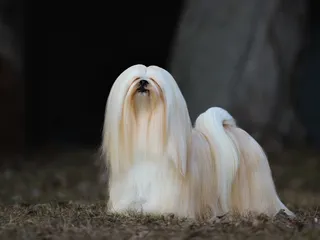 Lhasa Apso Dog Breed: Info, Pictures, History & More