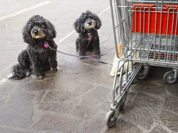 Are Dogs Allowed in Target? 2026 Update