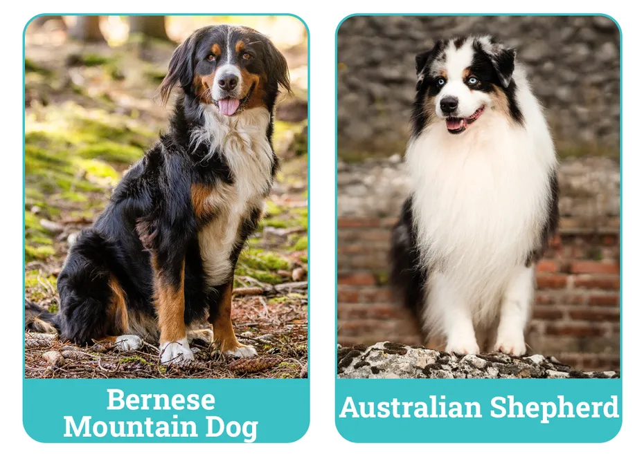 Bernese Mountain Dog vs Australian Shepherd