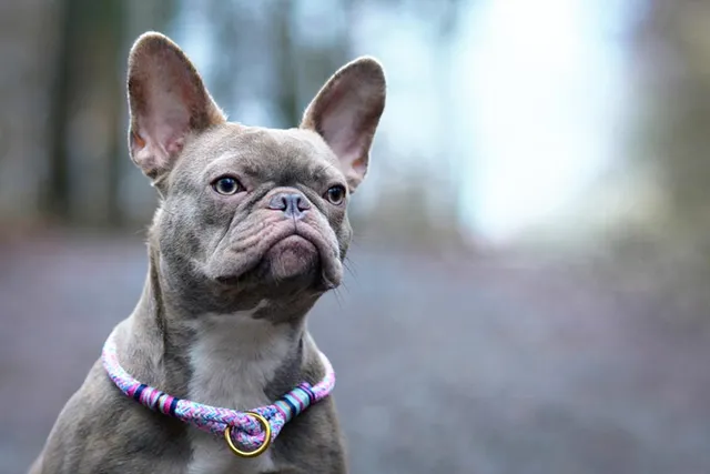 Lilac French Bulldog (Isabella Frenchie) - Info, Pictures, Origin & History