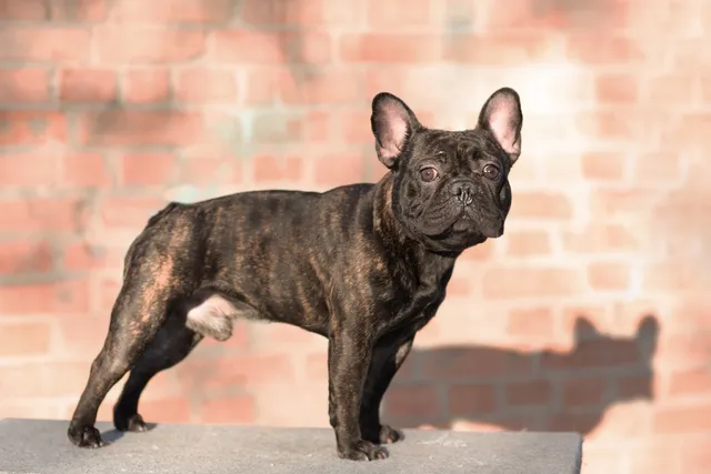 Brindle French Bulldog: Info, Pictures, Origin & History