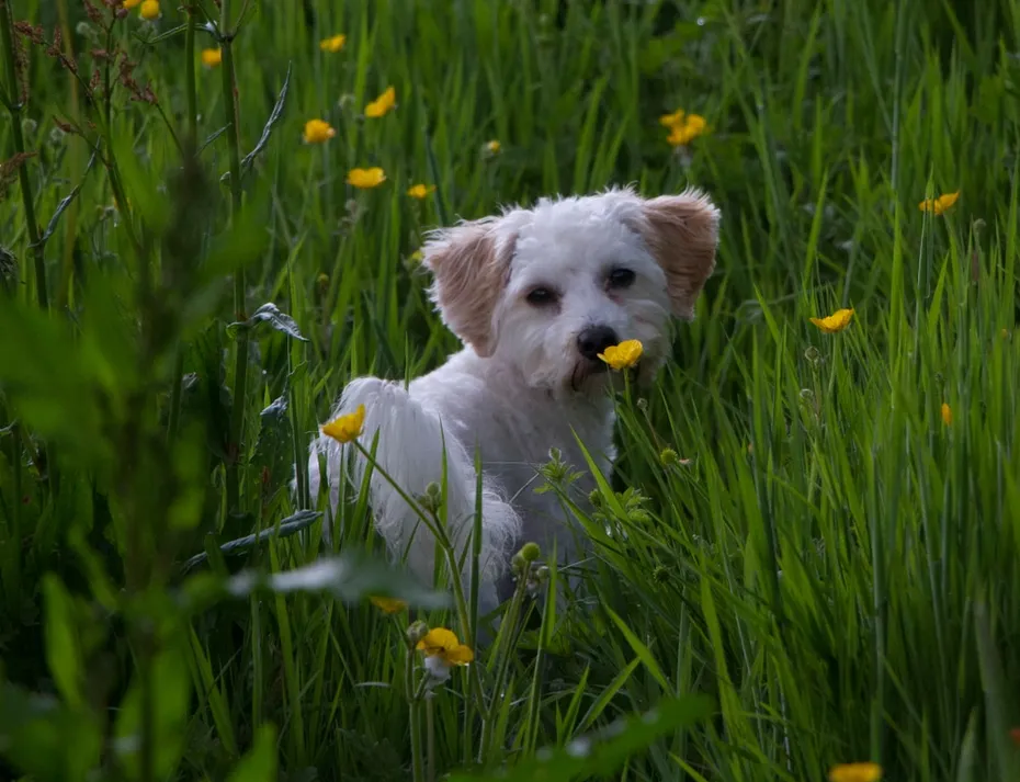 A Cavachon dog in the grass