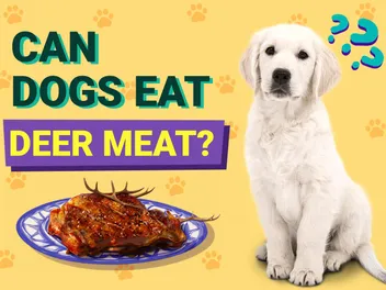Can Dogs Eat Deer Meat? Vet-Verified Nutrition Facts & Risks