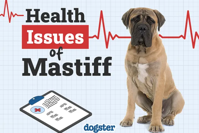9 Common Health Problems in Mastiffs – Diseases to Be Aware Of!