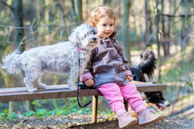 Will a Havanese Be Good With My Kids? Temperament & Behavior