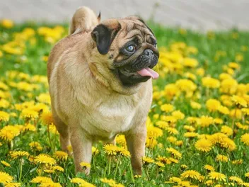 Apricot Pug: Info, Pictures, History & Origin