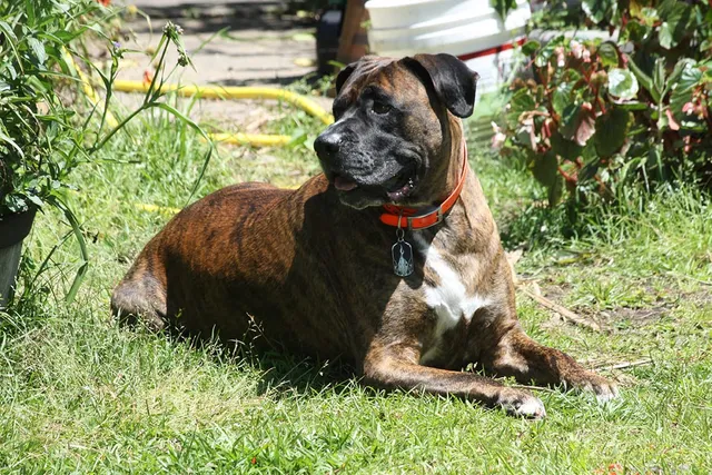 16 Awesome Mastiff Mixes (With Pictures)