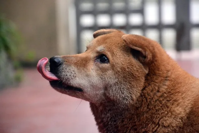 Dog Licking the Air? 12 Possible Reasons & Vet Advice on What to Do