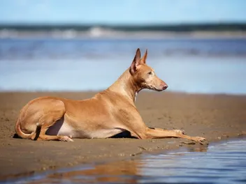 Top 10 Dog-Friendly Beaches in Texas in 2026