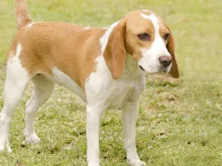 Istrian Shorthaired Hound Dog Breed: Info, Pictures, Care & More