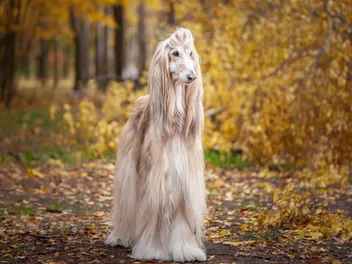 13 Most Difficult Dogs to Train: Info, Pictures & Facts