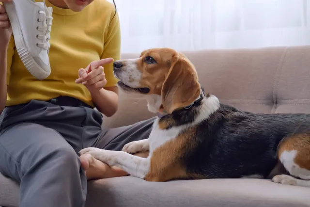 How to Stop a Dog From Chewing: 8 Vet-Approved Tips