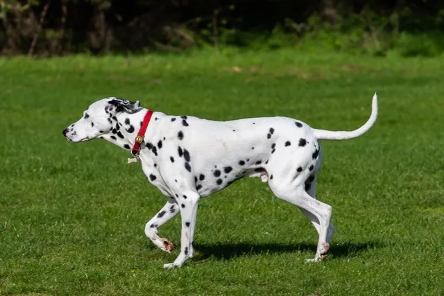 How Much Exercise Does a Dalmatian Need? Vet-Verified Facts & Care Tips