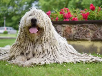 24 Unique & Rare Dog Breeds You’ll Want to Know About: Info & Pictures