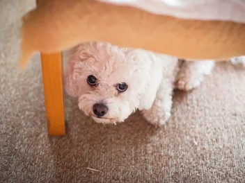 Why Is My Dog Hiding? 8 Vet-Verified Causes & How to Stop It