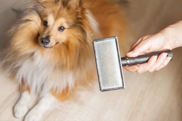 Do Shetland Sheepdogs Shed? Vet-Verified Breed Facts & Care Tips