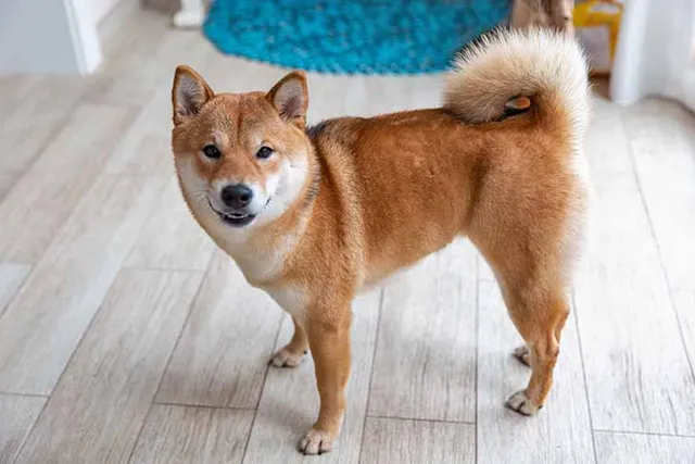 15 Dog Breeds With Curly Tails: Info, Pictures & History