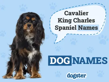 350+ Cavalier King Charles Spaniel Names: Elegant, Cute & Famous Ideas