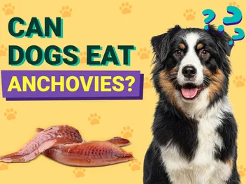 Can Dogs Eat Anchovies? Vet Approved Nutrition Facts & FAQ